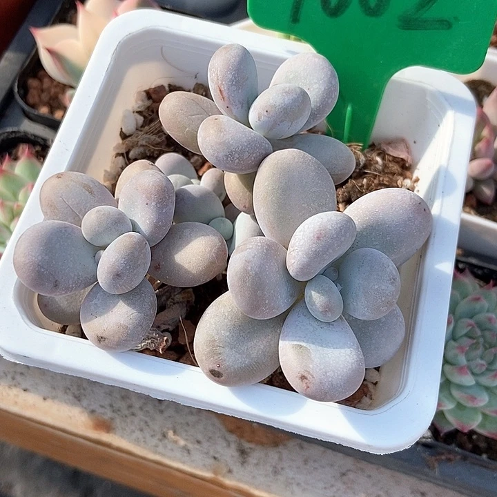 伟****兔多肉植物烟美人1002