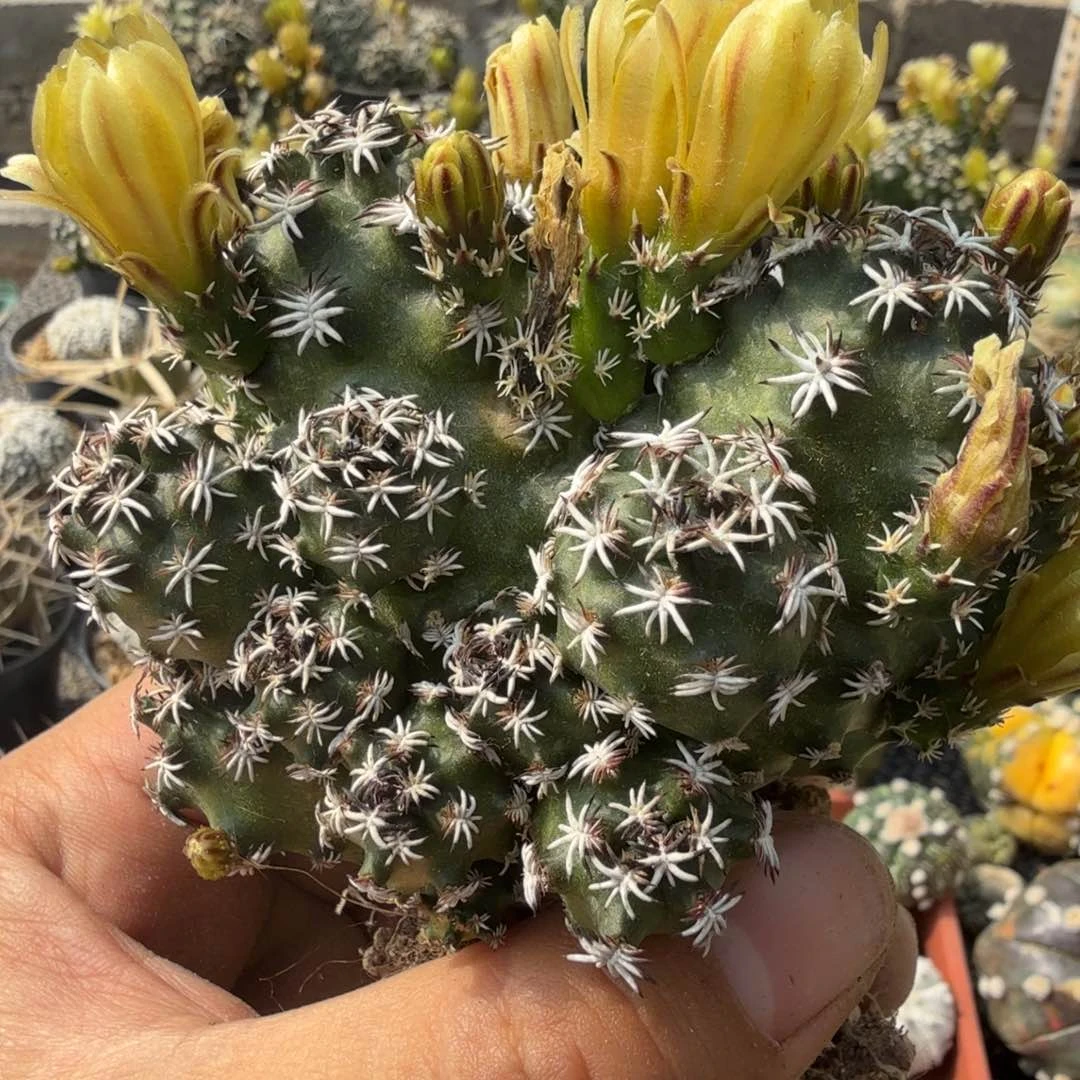 短豪刺青花虾多肉植物