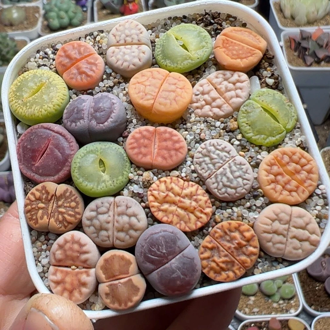 201多肉植物百科植物