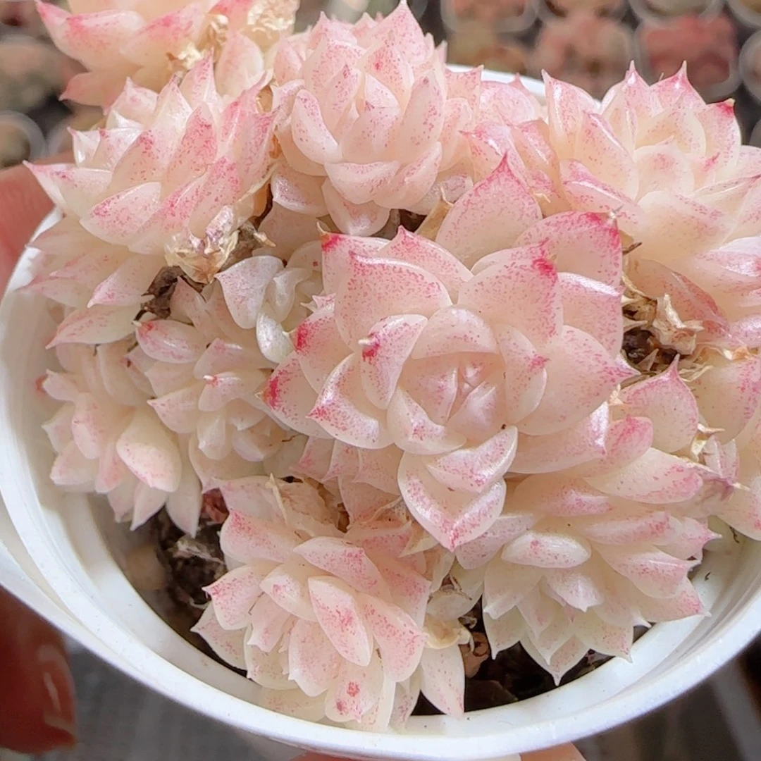 花语多肉0101-105散