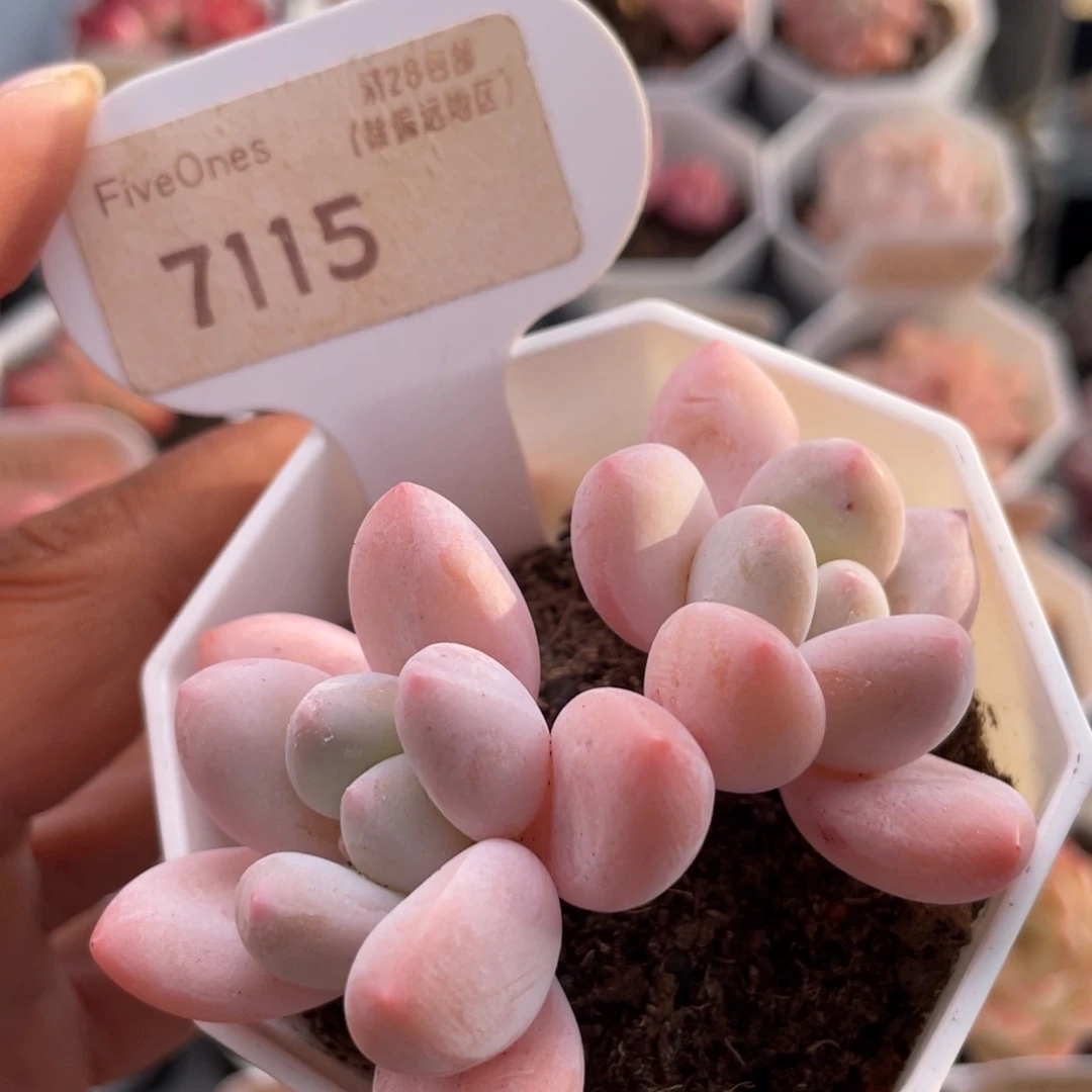 香水7115-6.5厘米