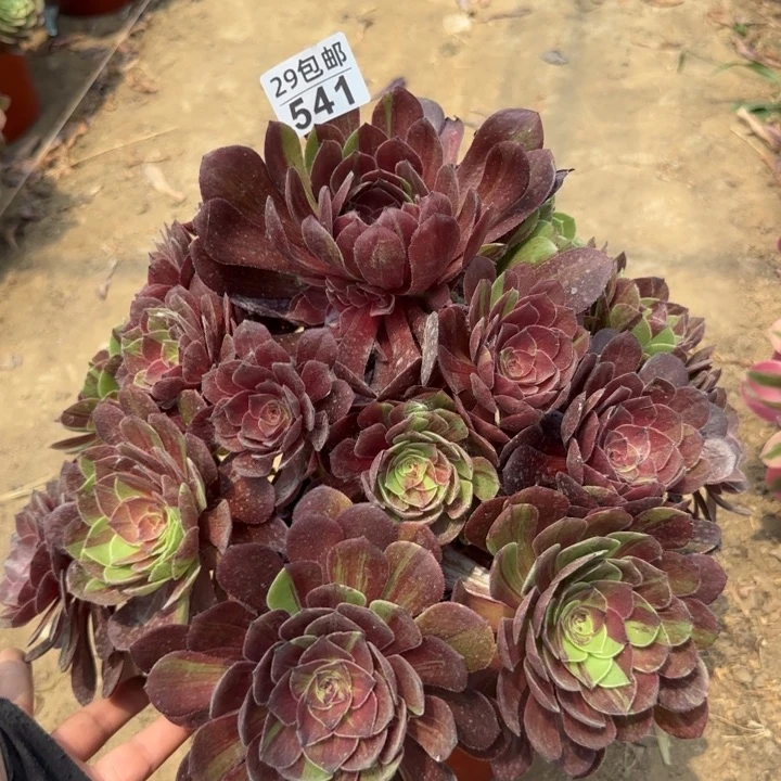 花月夜……多肉植物……