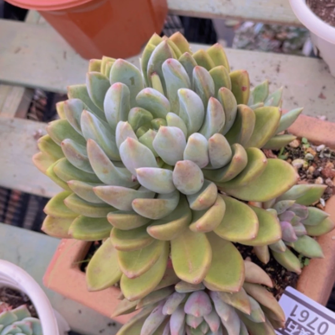 【闪购商品】红象牙0761