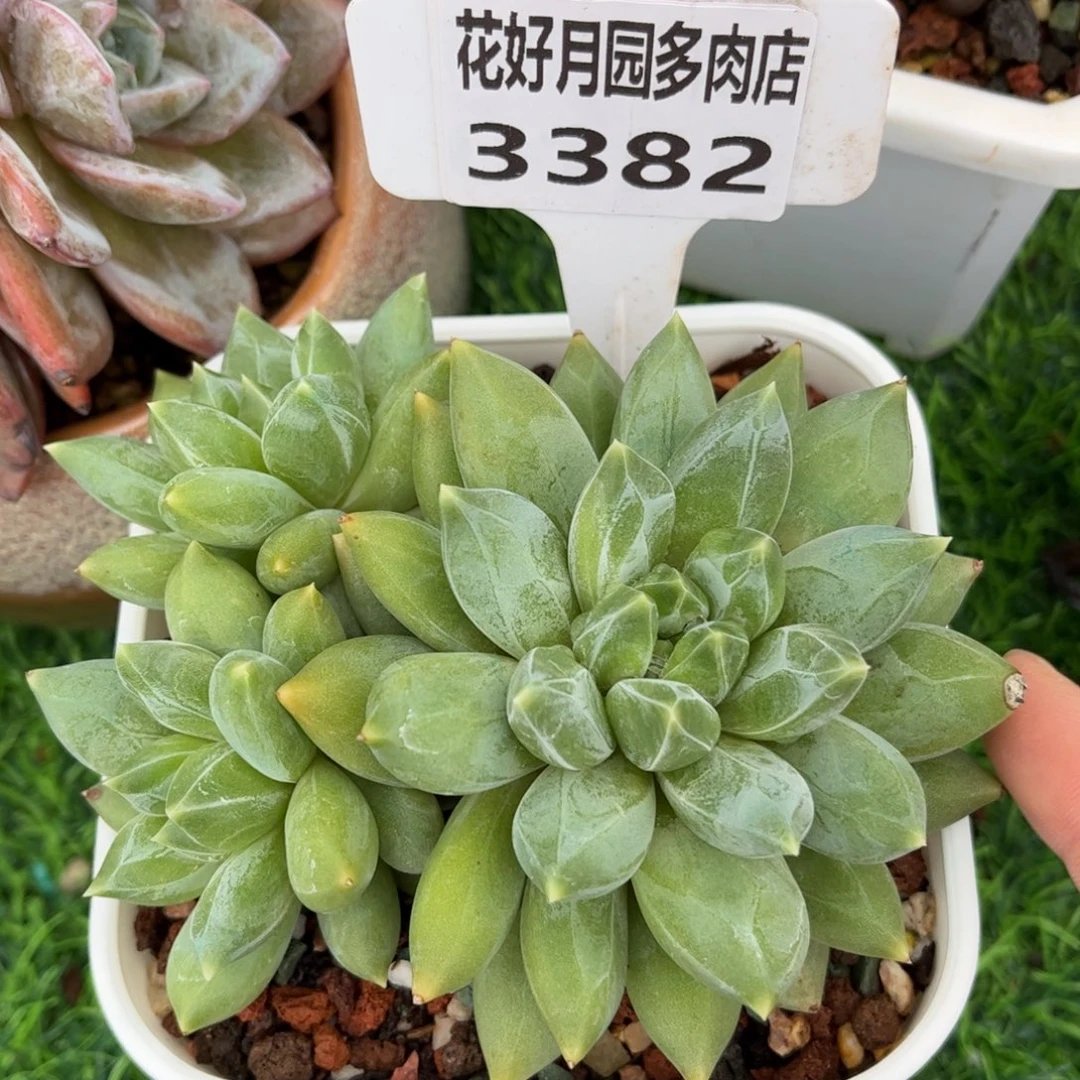 多肉植物3382 一定要拍个冷链哦