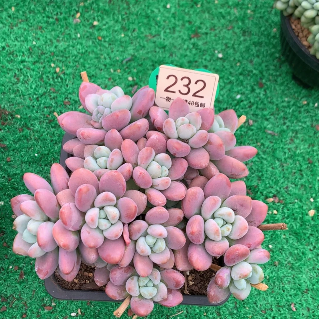 红洛神无砍老桩平头232