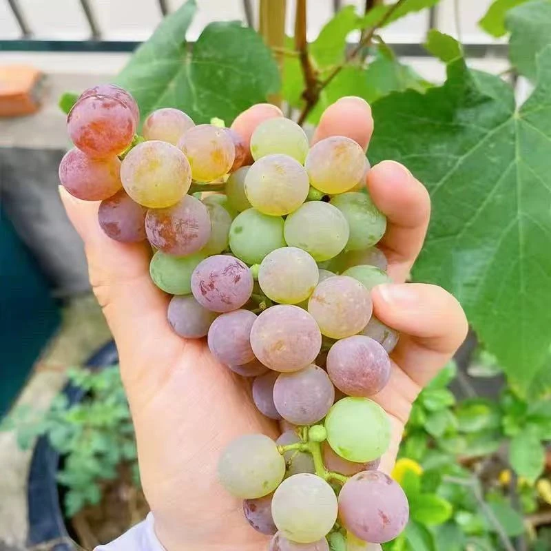 寒香蜜葡萄树苗庭院果树果苗盆栽地栽南北方耐寒种植l庭院爬藤