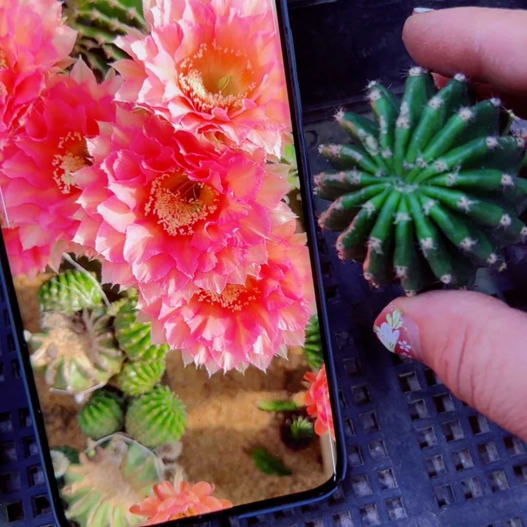 下75彩草110丑歪无根侧芽4公分左右20包邮