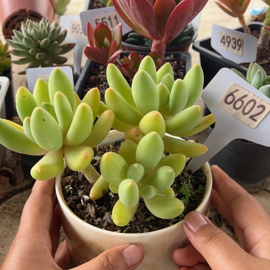 【闪购商品】扶摇果。 6602。 1111111