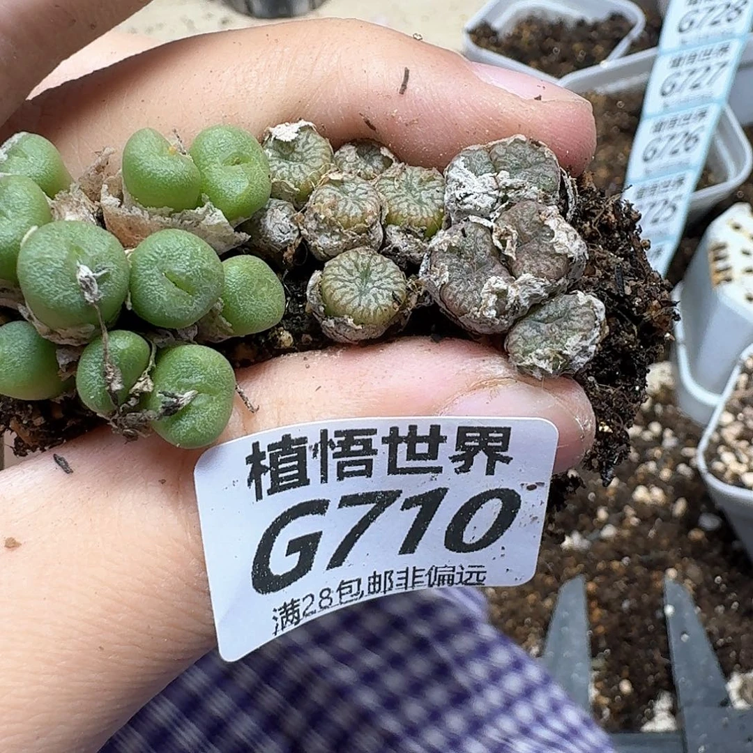 多肉植物的润泽gb