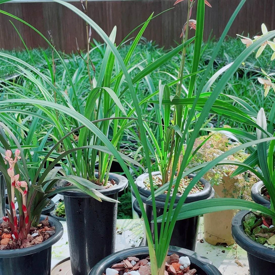 天***鸥完全开放一物一拍漂亮开花