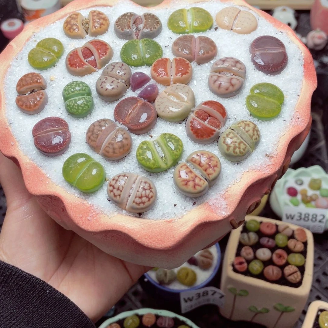 w3885 带盆土发货-零下地区拍保温箱