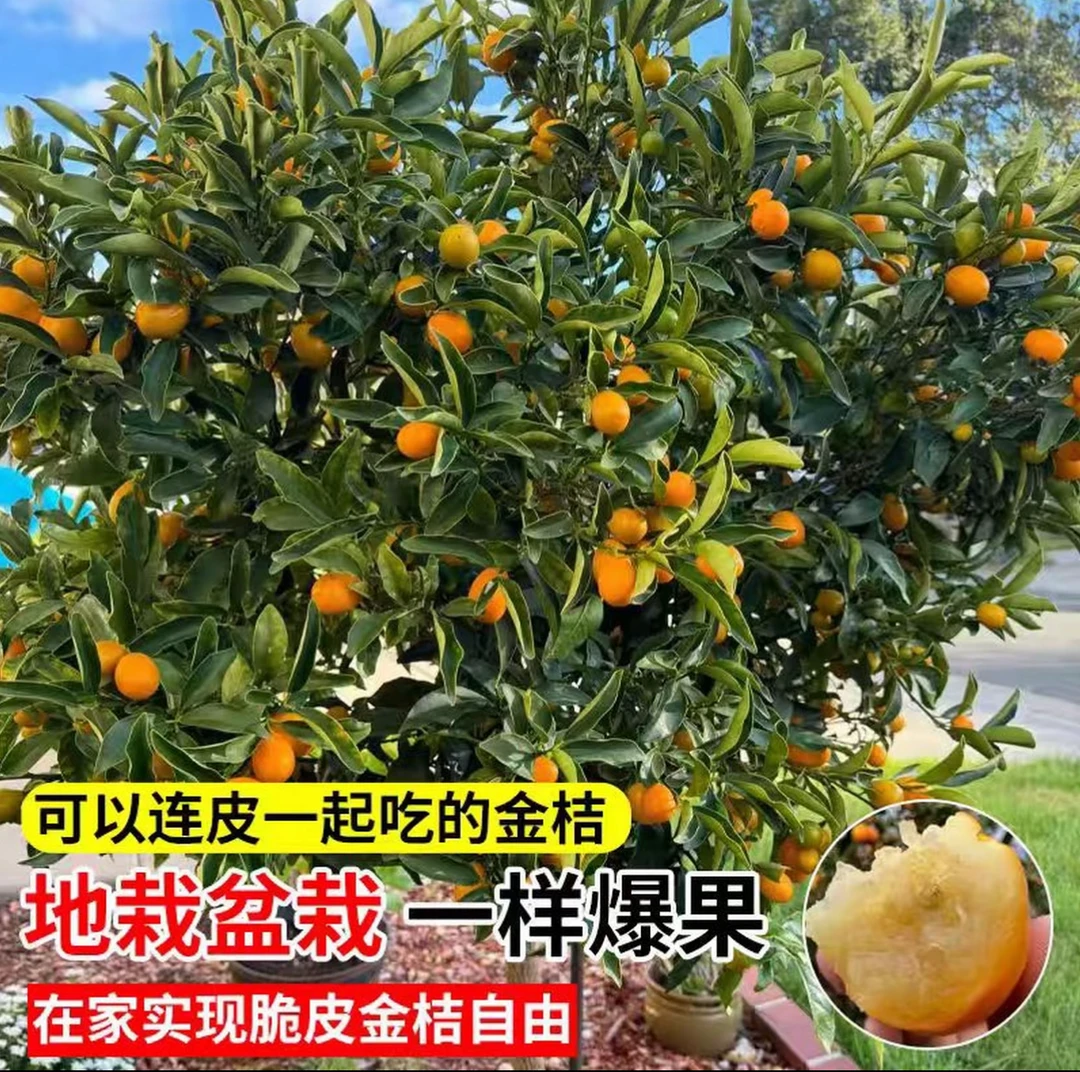 高端盆栽【带果发货】高产四季蜜糖金桔盆栽可种适合南北方庭院种植