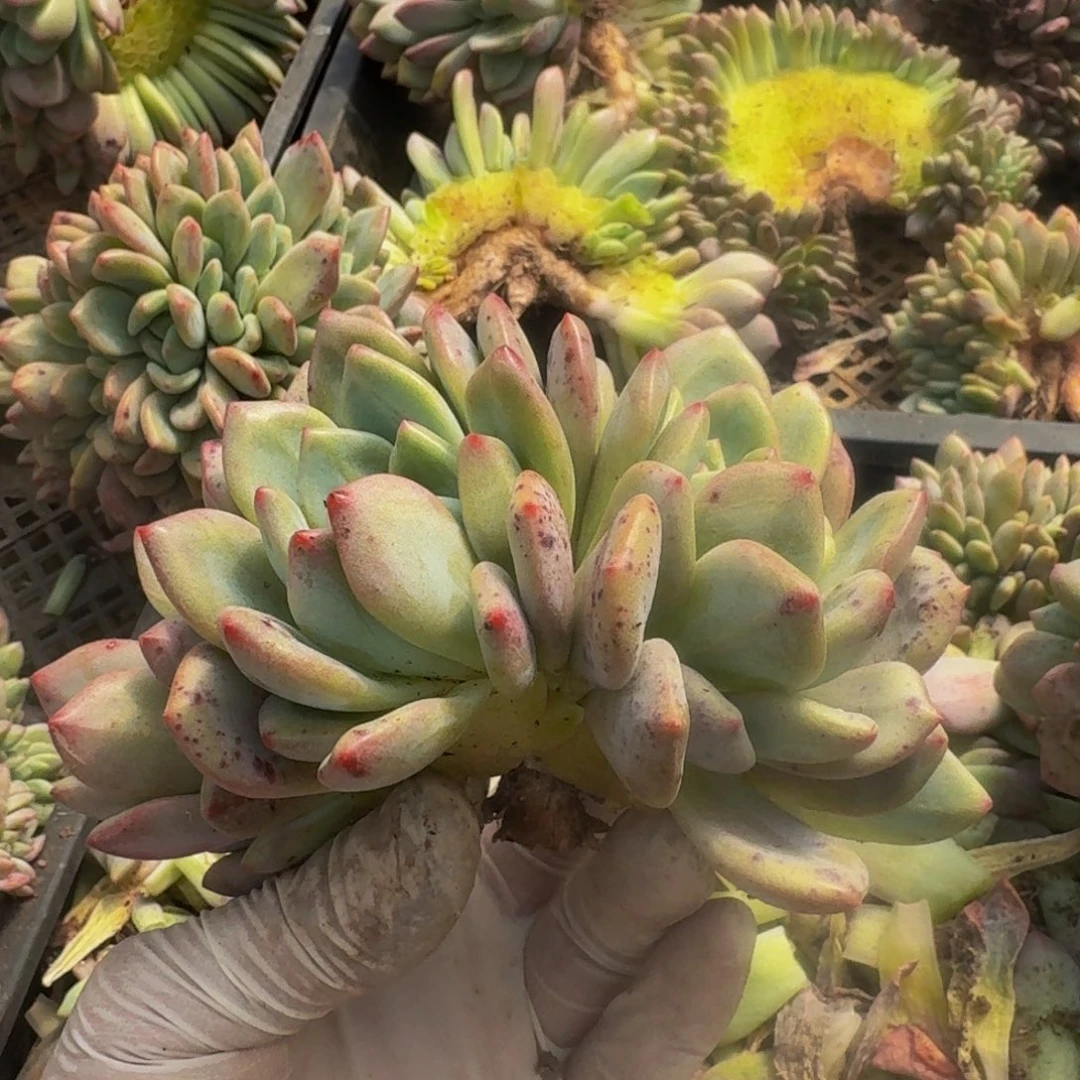 做****师哈哈哈哈哈哈哈哈哈哈