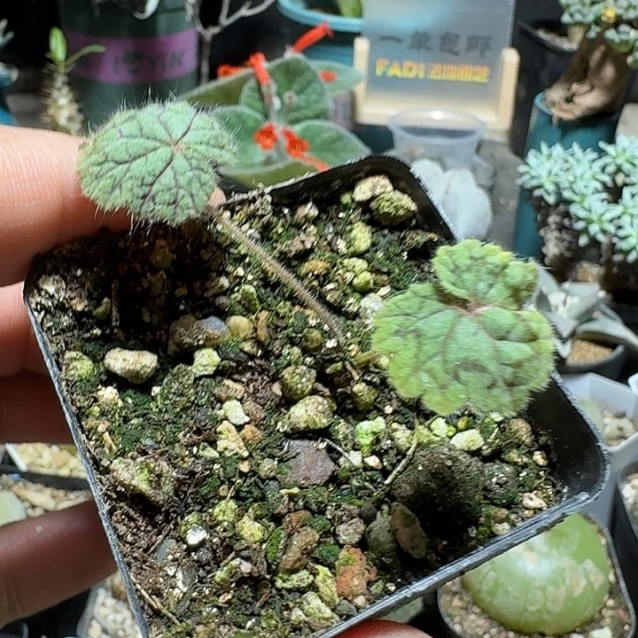 181圆叶洋葵带盆发货