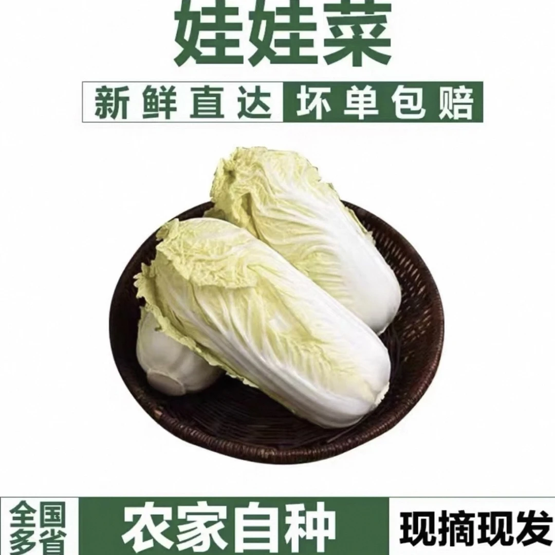 黄心娃娃菜高山娃娃菜新鲜生吃鲜嫩脆甜火锅菜黄心新鲜蔬菜农家菜