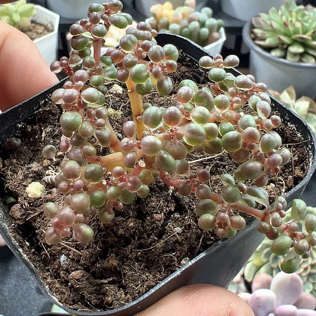 露镜 小方花圃一物一拍