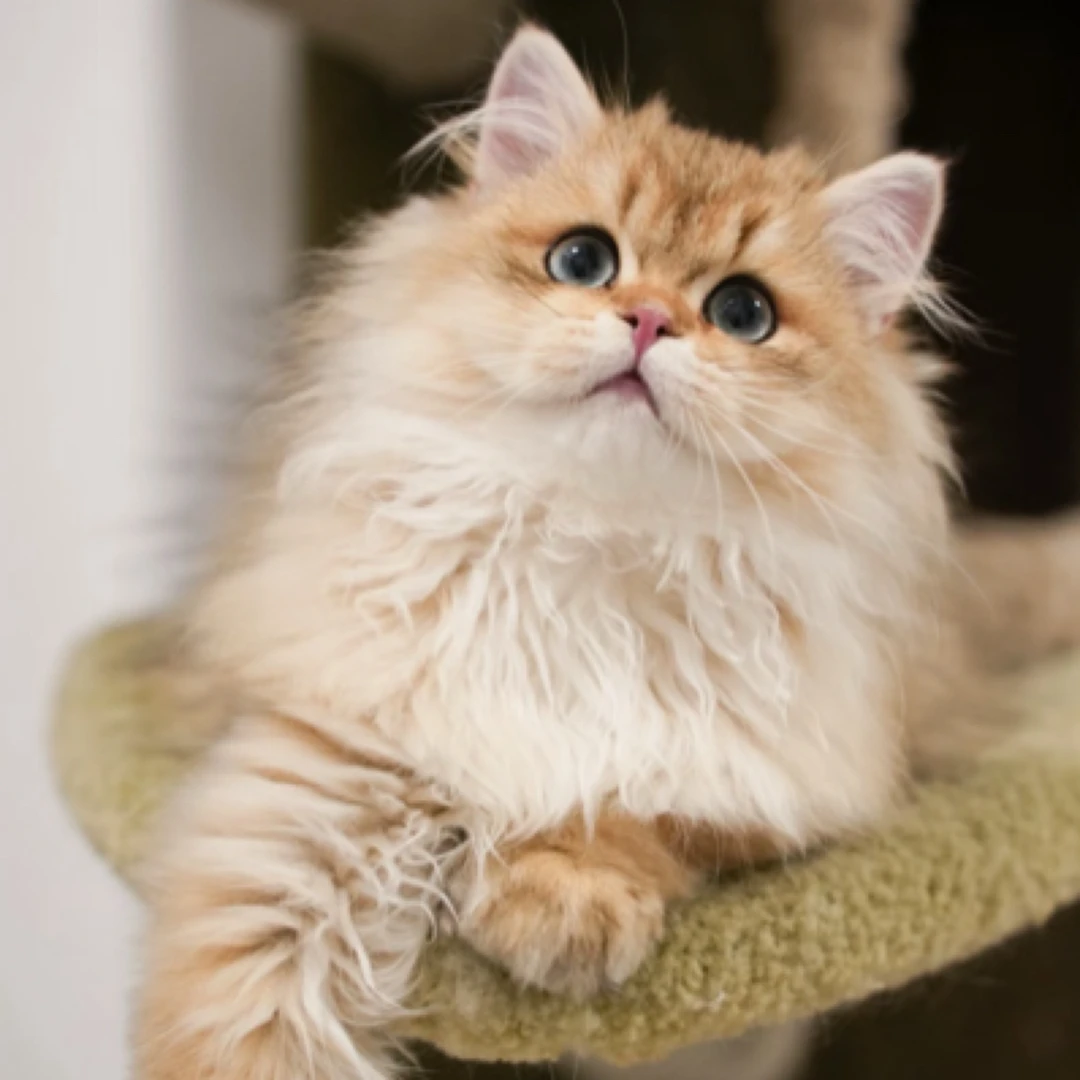 东莞南城金渐层，蓝金猫咪