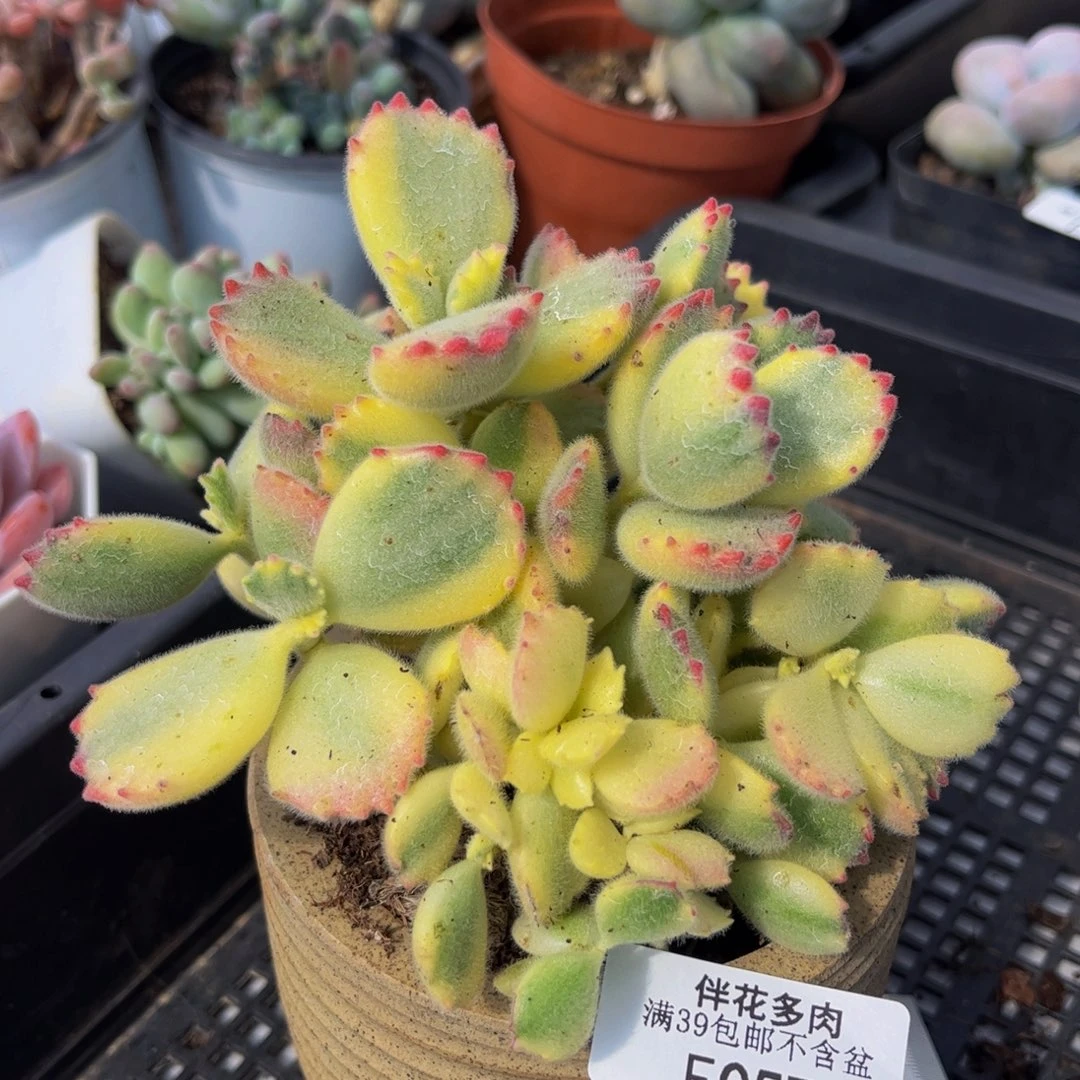 057-熊童子多肉8cm