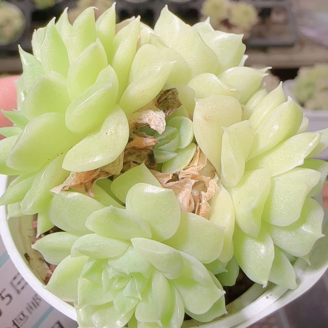 花语逸镜1105-219散