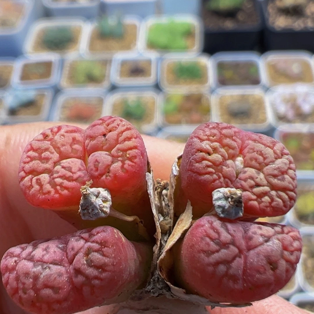 69多肉植物百科植物