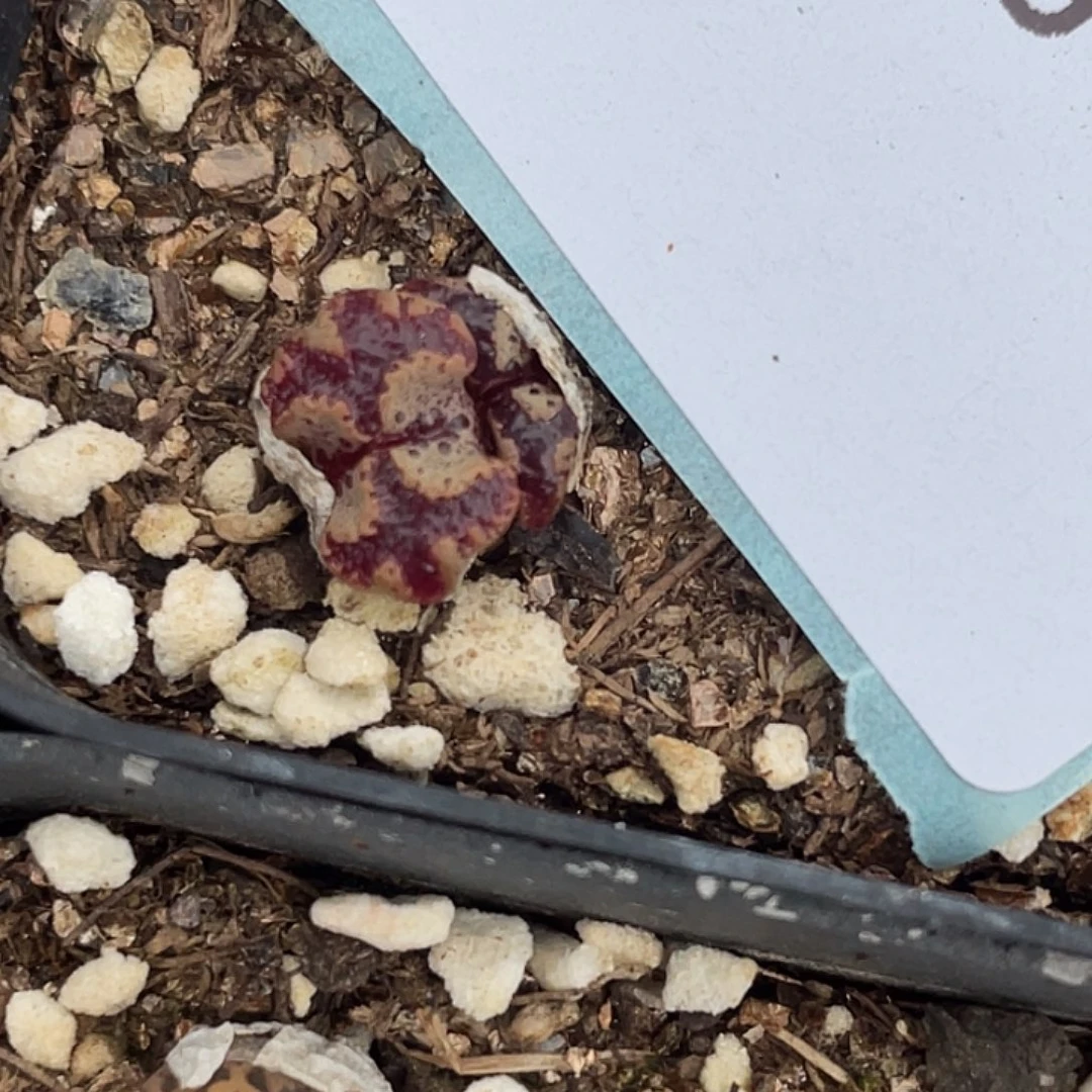 5-93超碟多肉植物