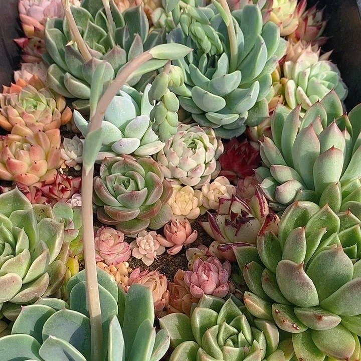 7 多肉植物盆栽花卉植物