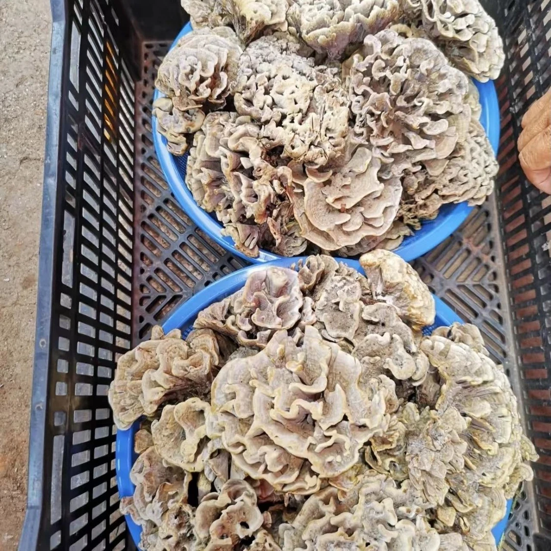 人工栽培野生干巴菌食用菇 绣球菌对花菌马牙菌人工种植菌种包