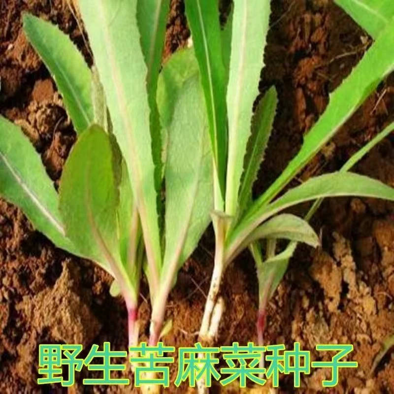 拍三送一曲麻菜曲曲菜苦菜芽菜种子东北野菜多年收获四季种植