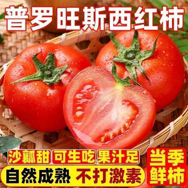 正宗普罗旺斯番茄沙瓤生吃现摘现发西红柿原产地小时候的味道