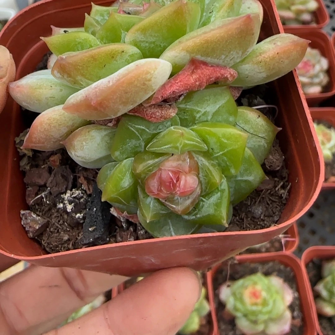 布***湖小卡拉米糖心一物一拍2-120