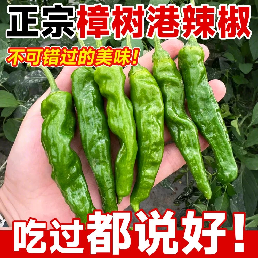 （寿光秧苗）樟树港辣椒苗子农村本地蔬菜苗薄皮四季种植种籽大全家