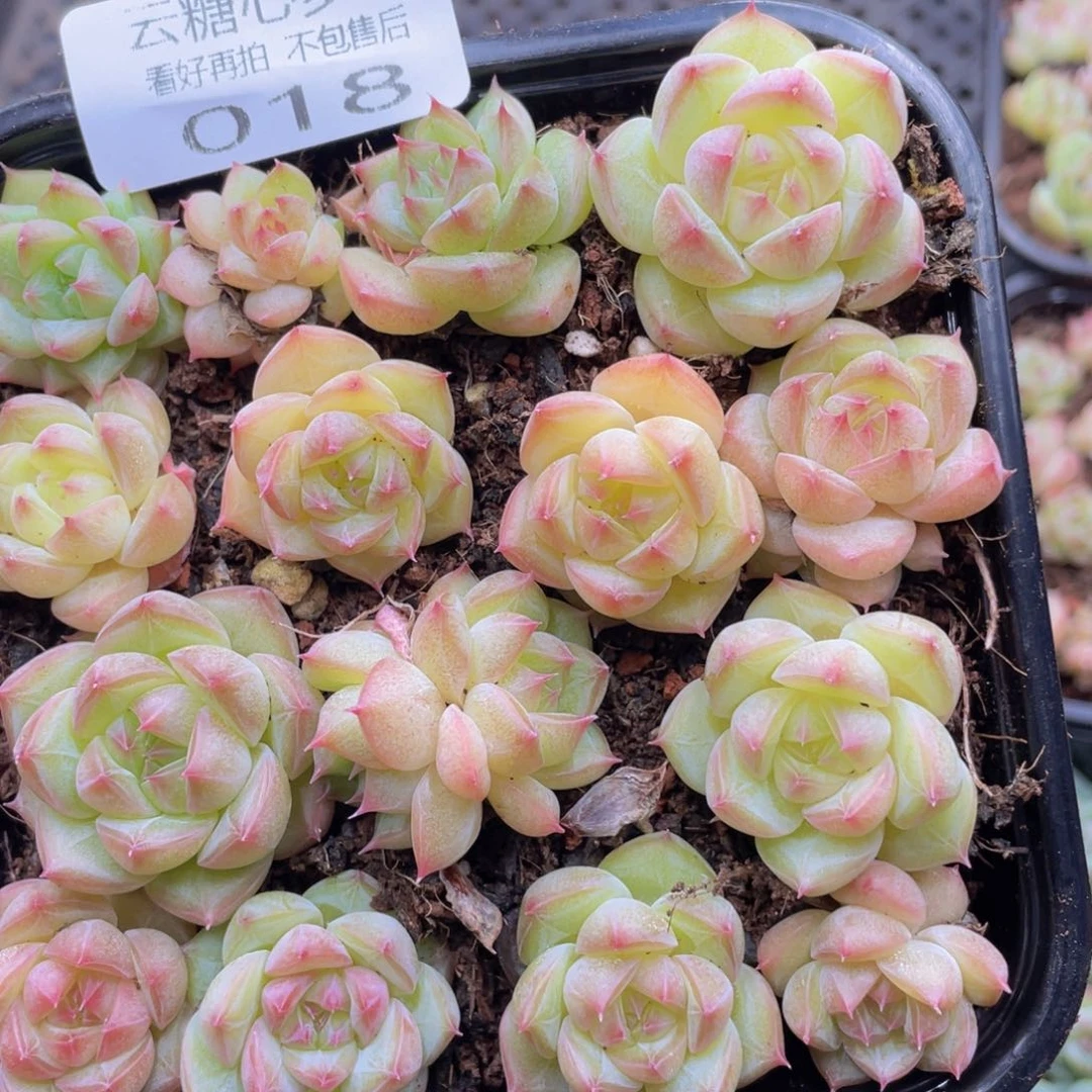 云糖心多肉植物18