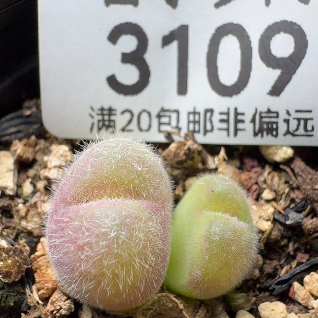 长毛翠带盆土。