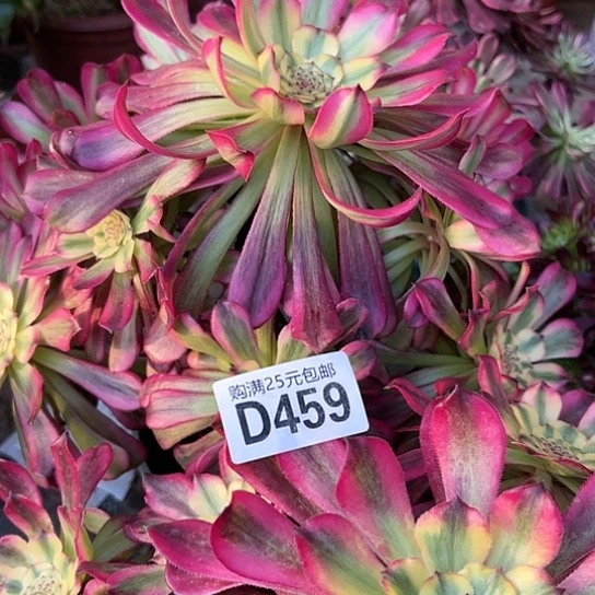 J****～多肉植物两个