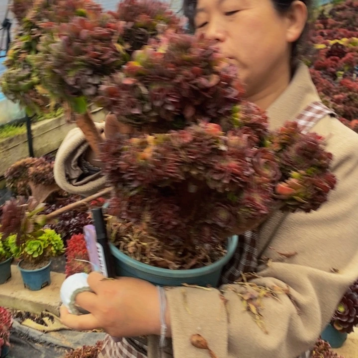 万圣节一颗超大多肉植物