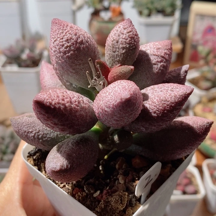 腹部水泡多肉植物