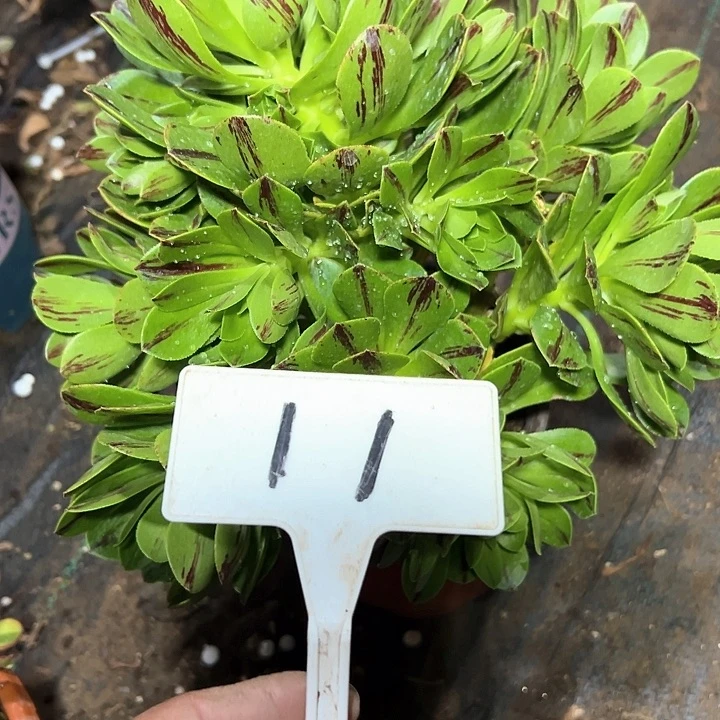 多肉植物必火法师