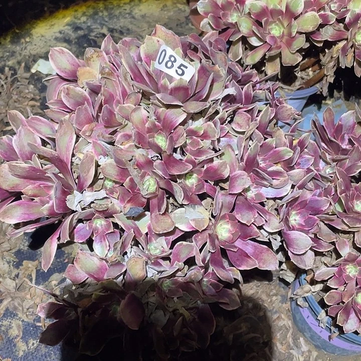 多肉植物断枝不包85浣纱
