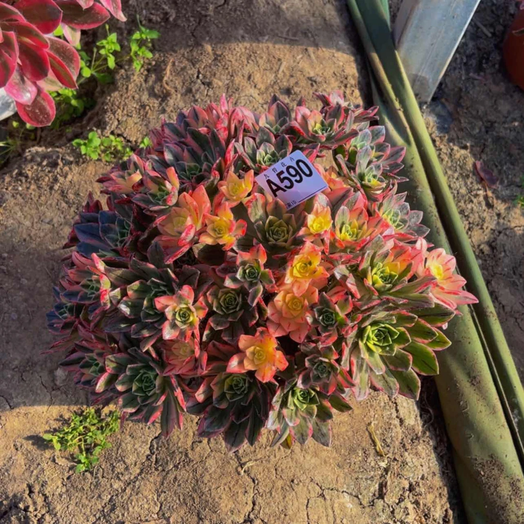 【闪购商品】咖***茶59000