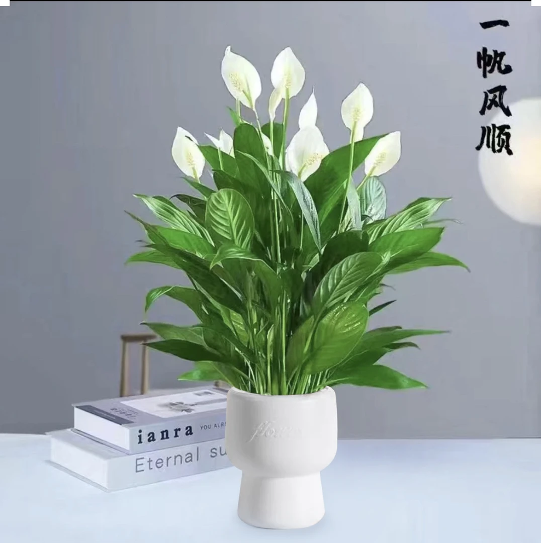 一帆风顺卉绿植物盆栽水培白掌室内客厅摆放耐寒冷净化空气HH2