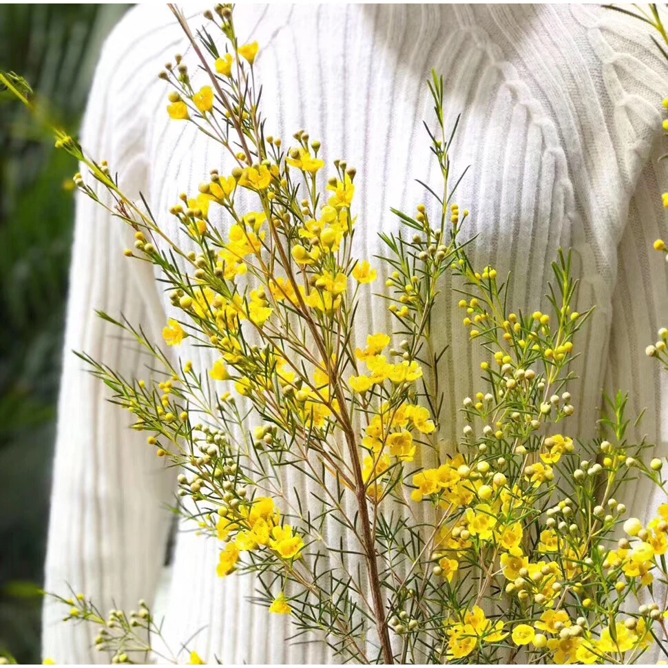 45黄色腊梅一小把+绿色洋桔梗一小把6朵+白色紫罗兰一把 鲜切花