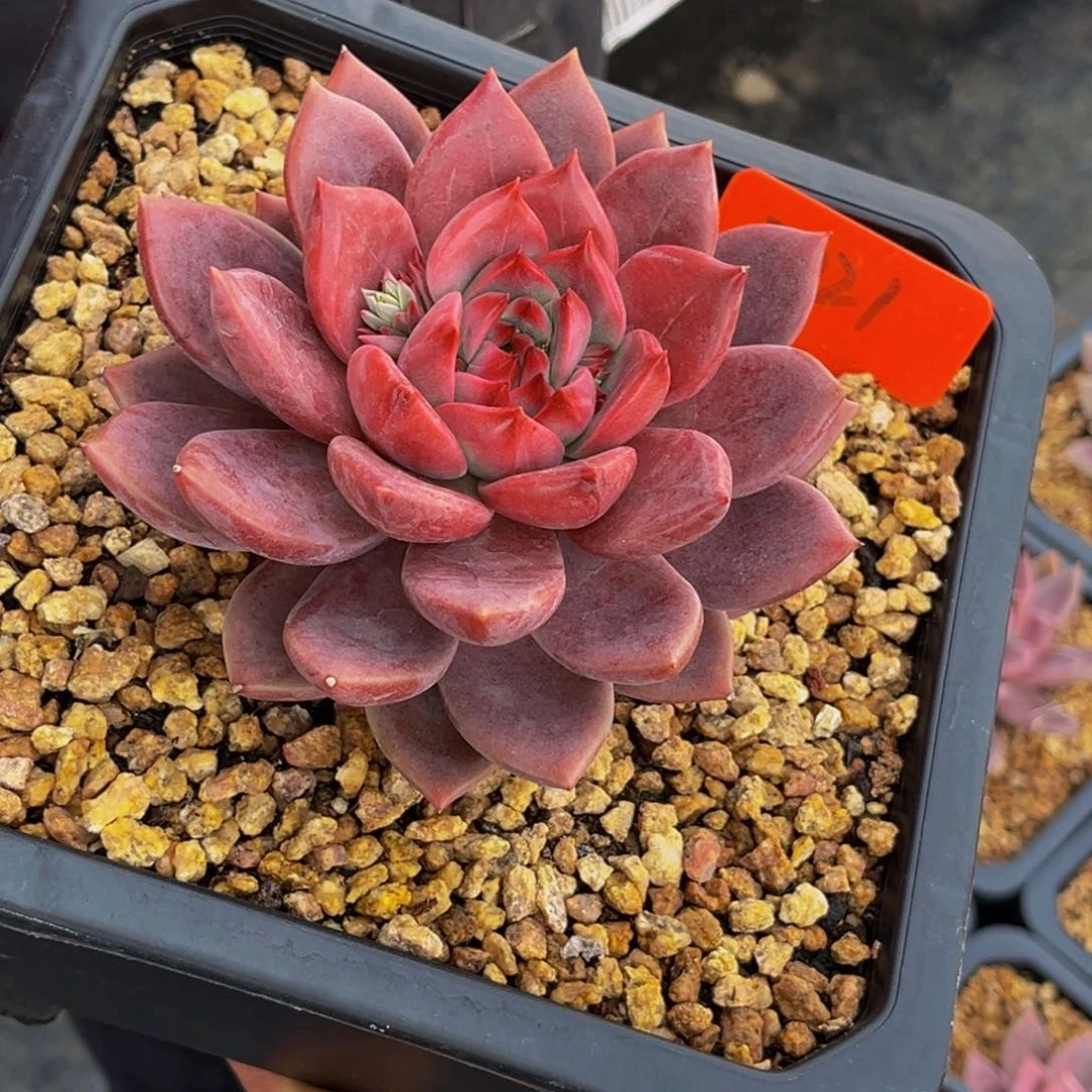 狼****3021号上午多肉植物群生多肉