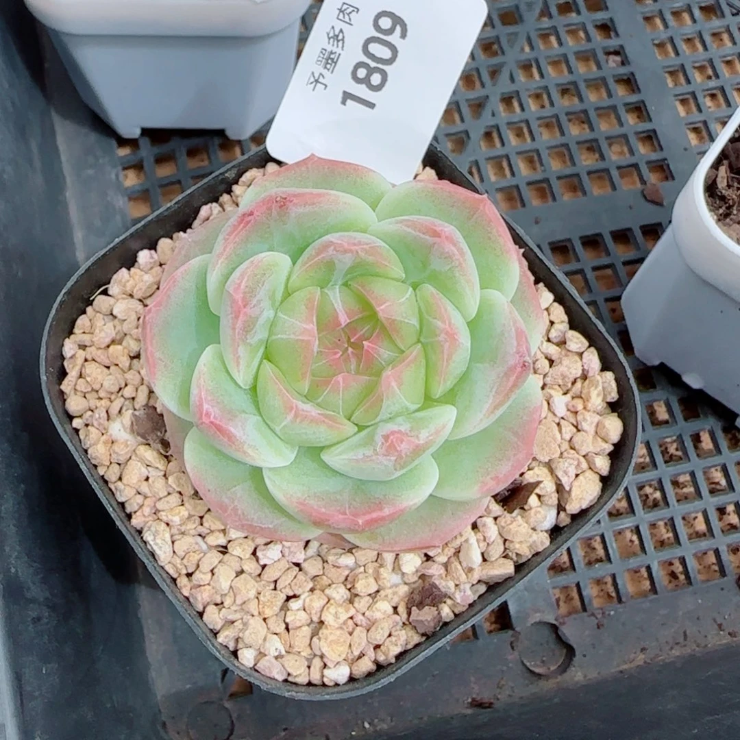 白桃，1809多肉植物