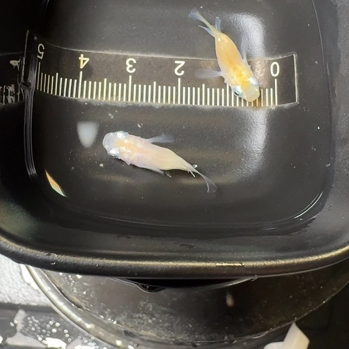 青鳉鱼43号拍品白球球