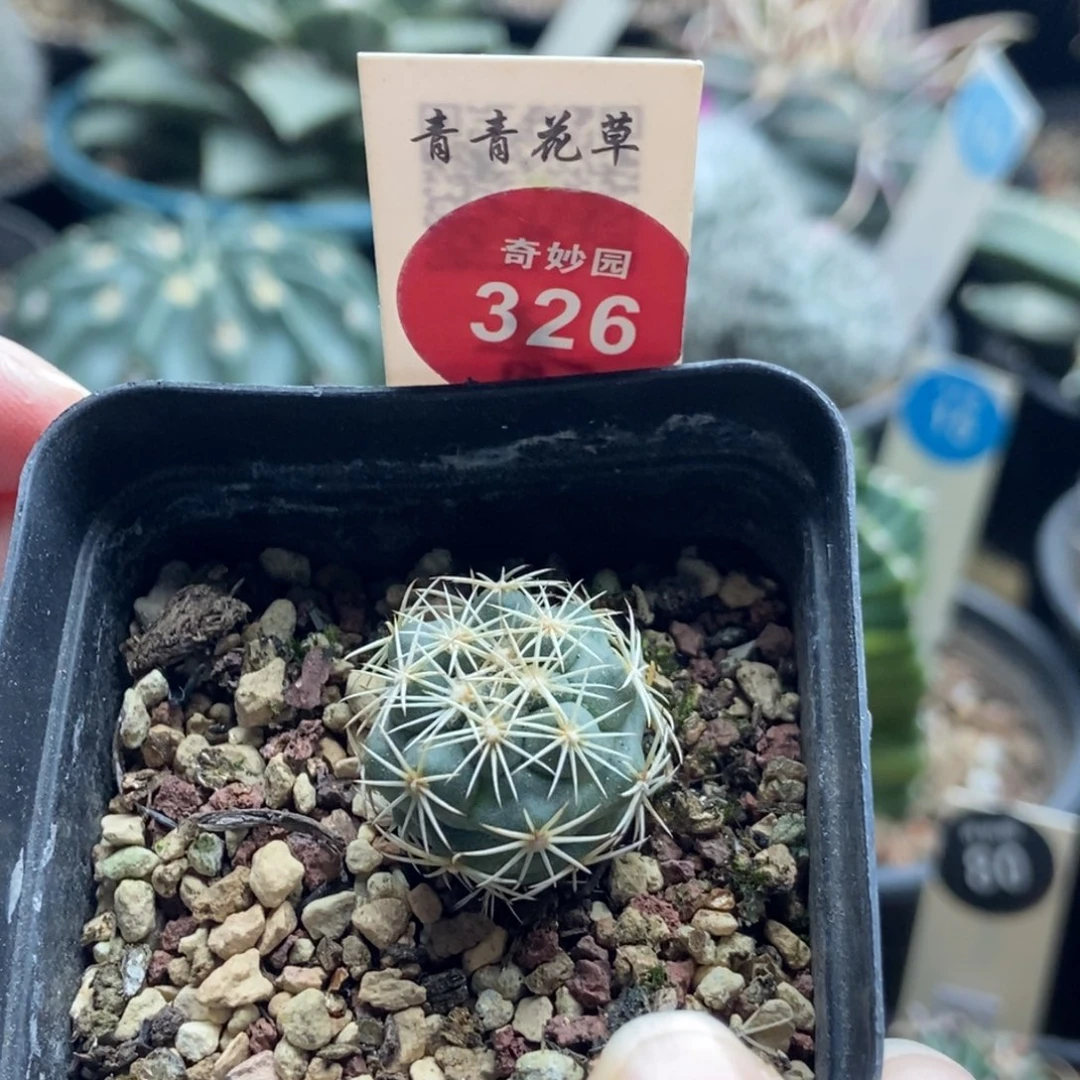 实生顶花凤舞2cm一棵仙人球