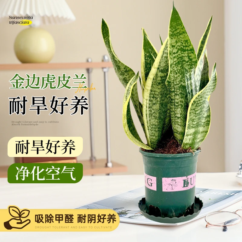 金边虎皮兰植物新房吸甲醛防辐射净化空气室内客厅卧室绿植盆栽