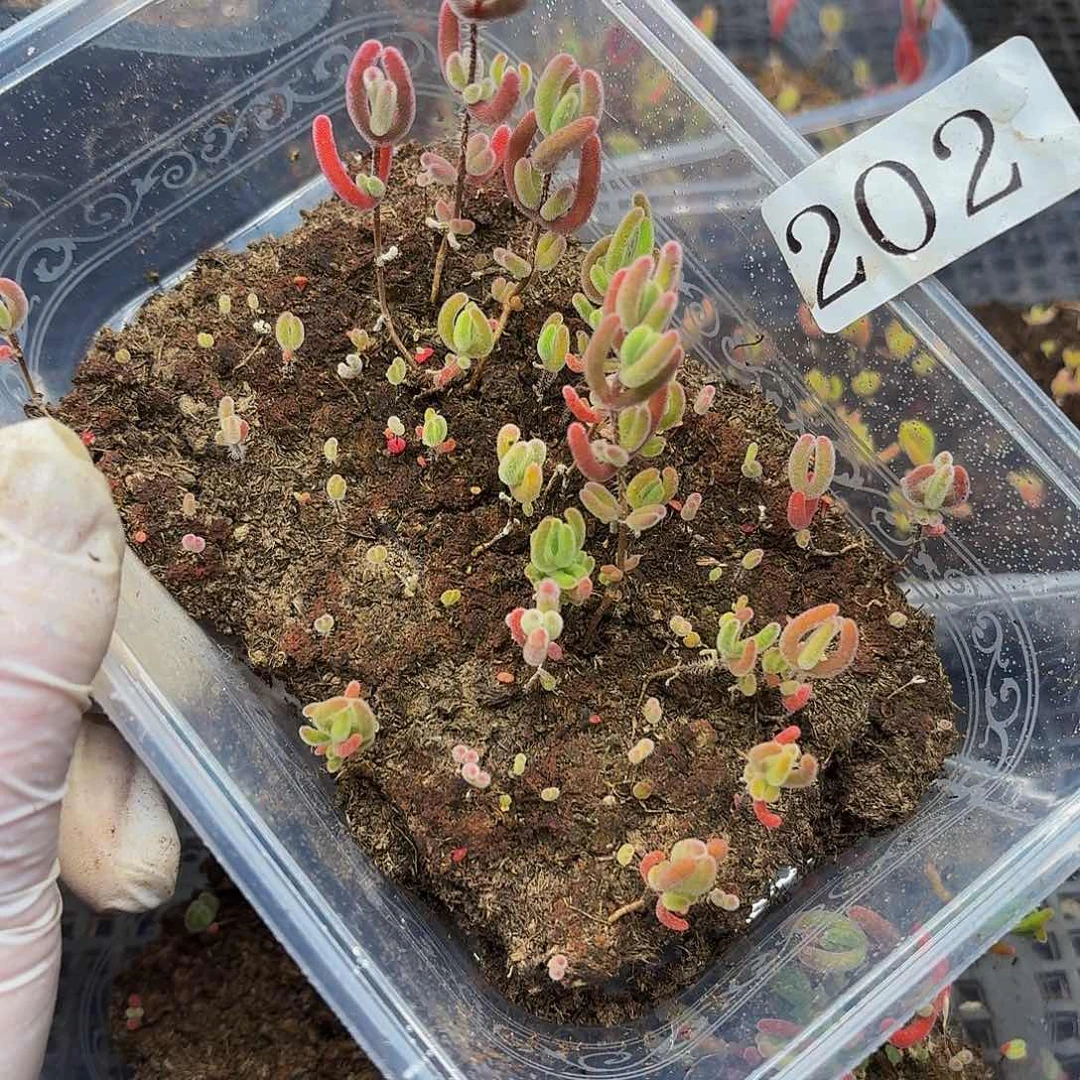 多肉植物多肉植物202