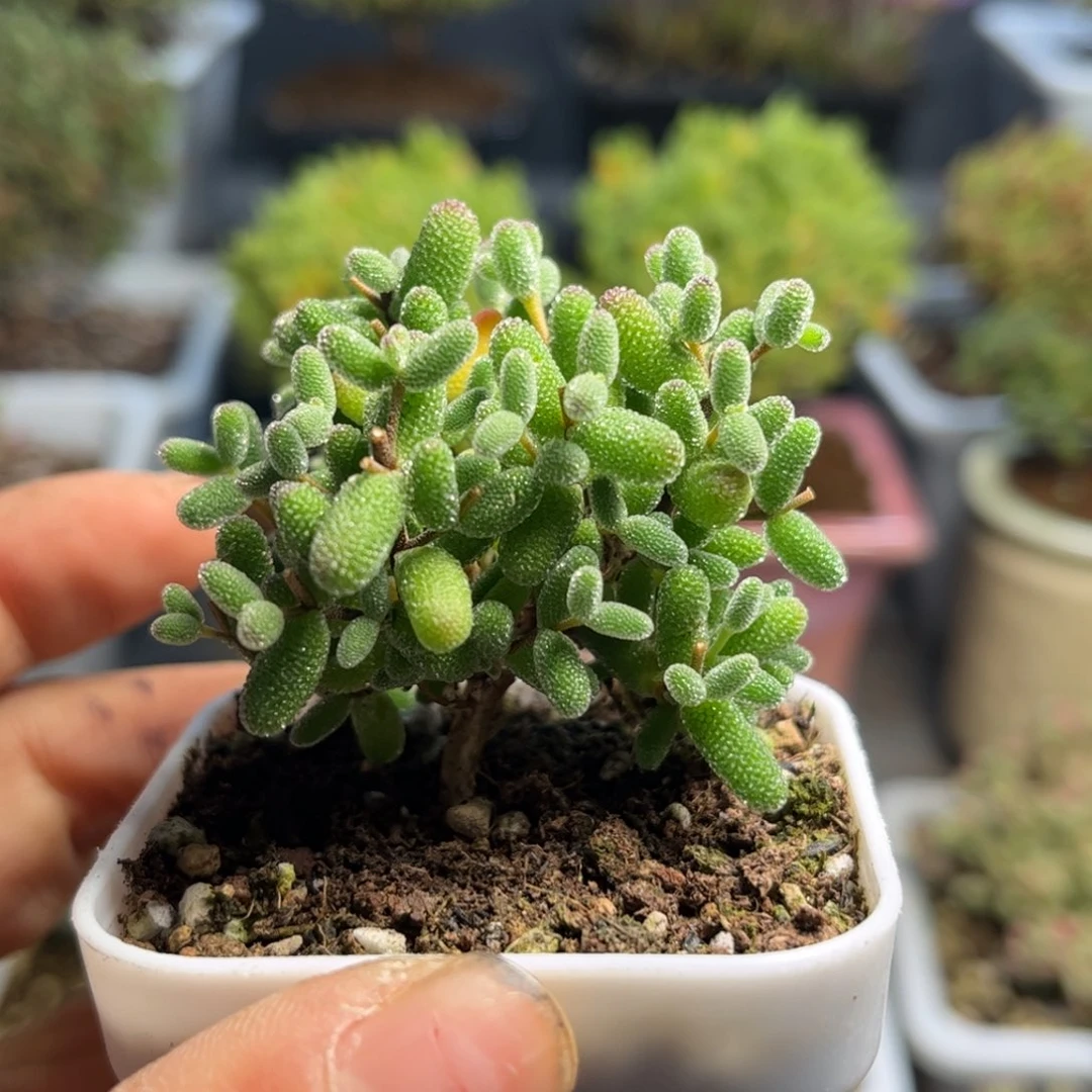 也*实生糖球优选枝干