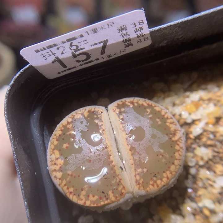 精品生石花26.157