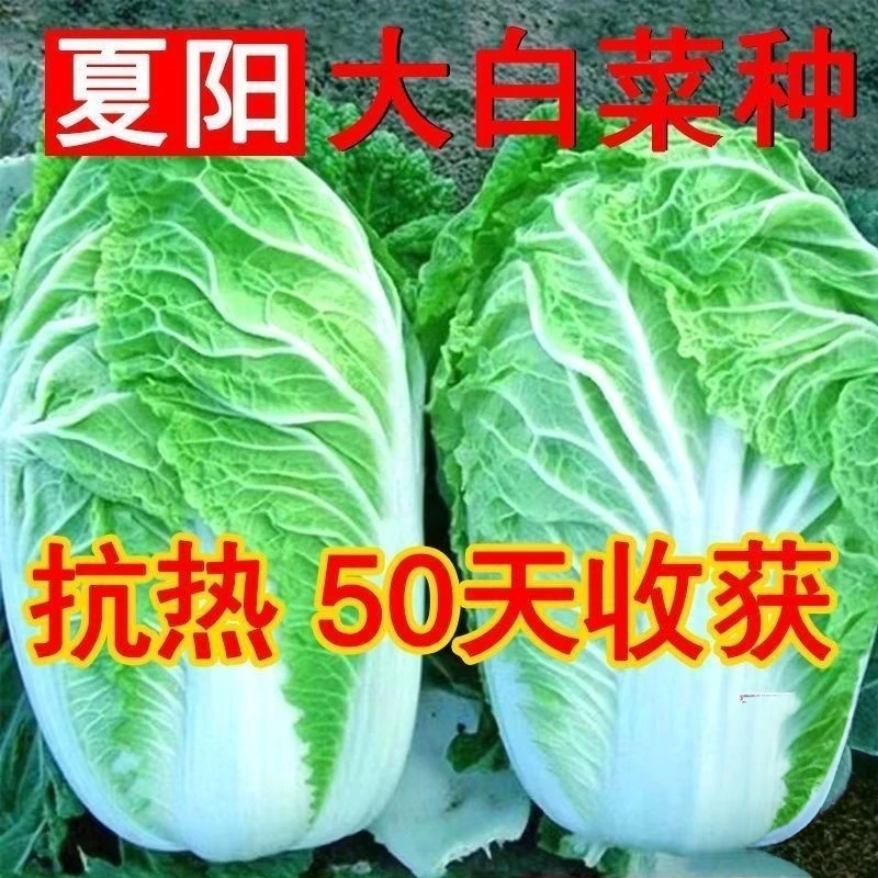 夏阳大白菜种子耐热耐寒高产黄心优质白菜种籽庭院四季蔬菜种子
